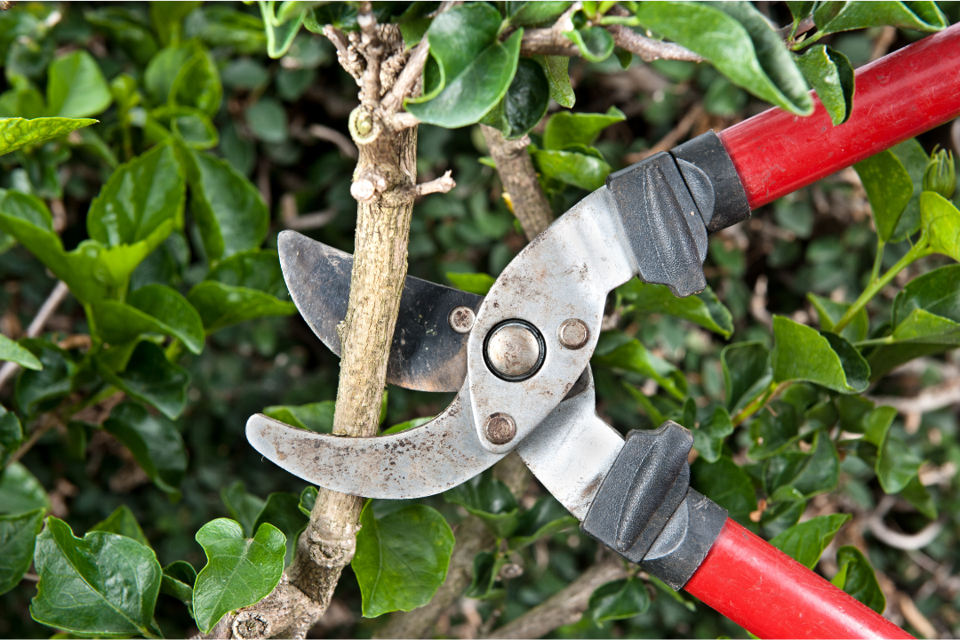 Tips For Selecting the Best Hedge Shears