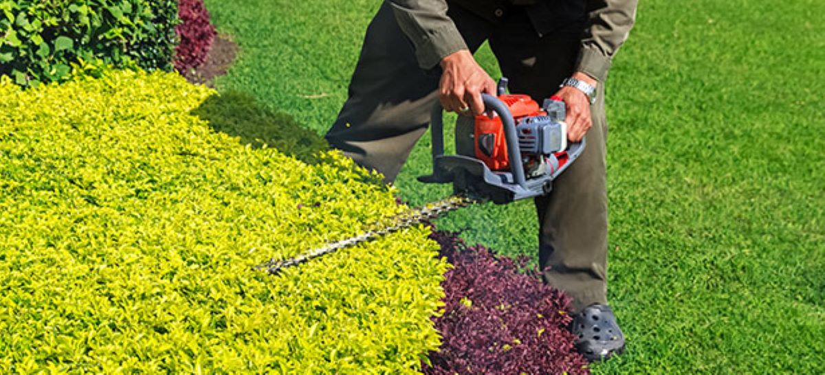What to Do With Hedge Trimmings: Eco-Friendly Ideas