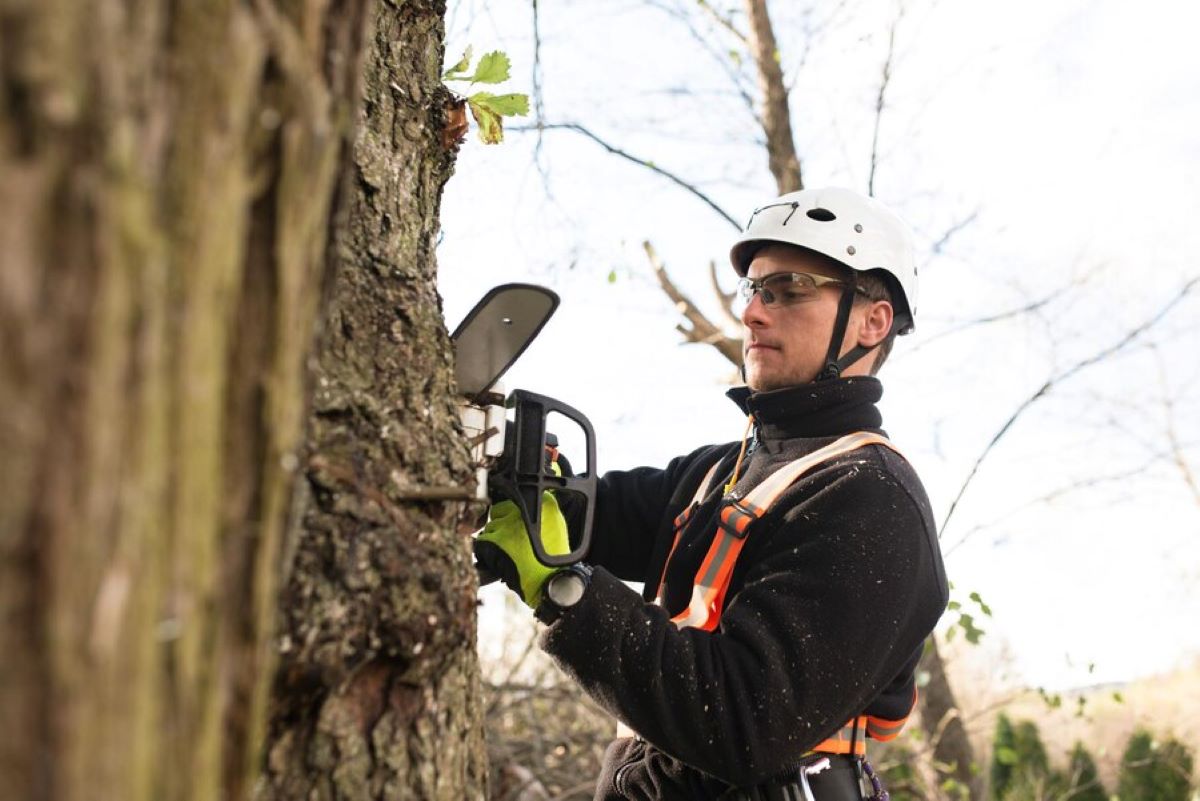 Tree Pruning Services in Sydney: What’s Included?