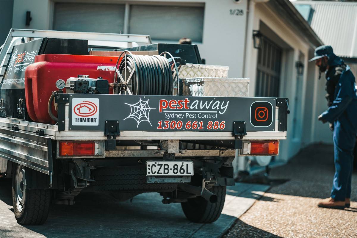 Meet the Expert: Finding a Certified Termite Specialist Sydney